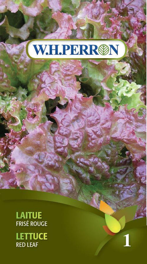 Lettuce Seeds Red Curly Lettuce New Red Wine