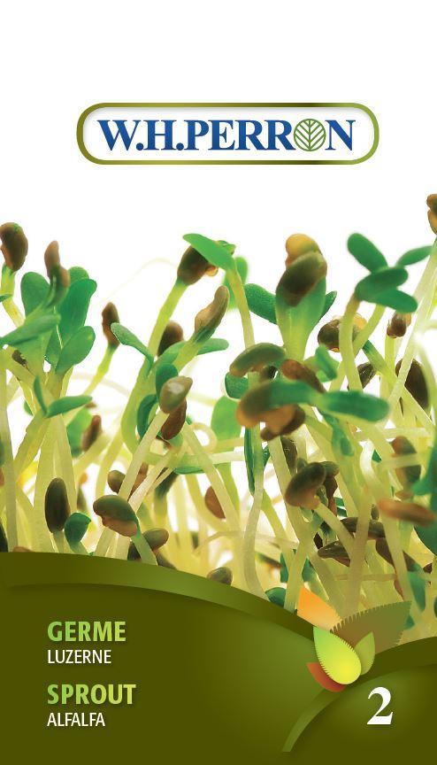 Alfalfa Seeds In Germ