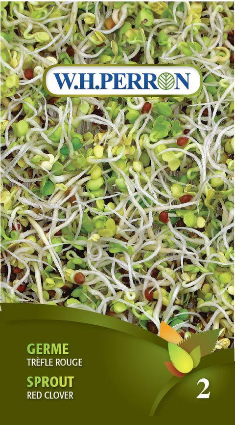 Red Clover Sprout Seeds *organic* *Red Clover Seeds