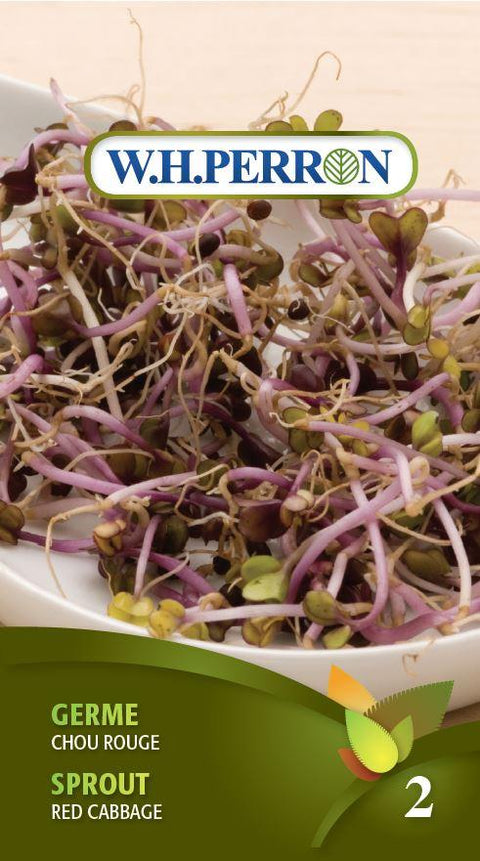 Red Cabbage Sprout Seeds
