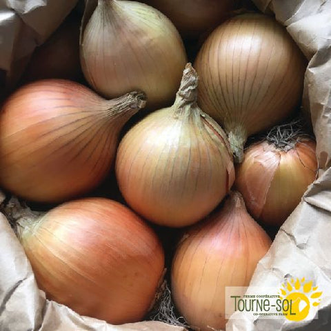 New York Early Onion Seeds *Organic*