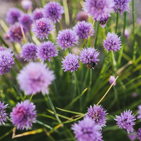 Allium Medusa Vivaces