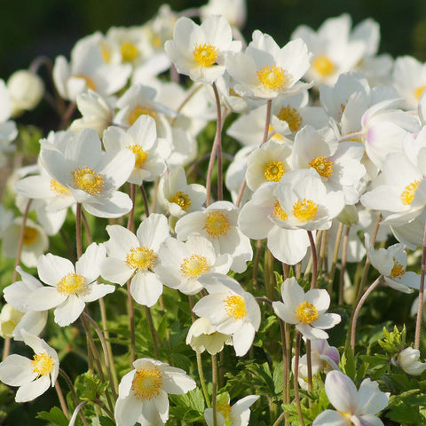 Anemone Sylvestris Vivaces