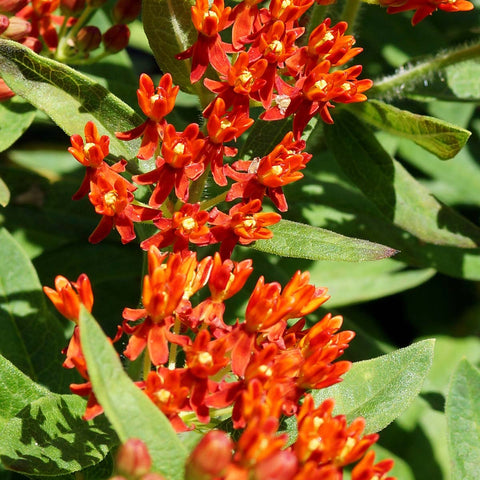 Asclepias Gay Butterflies Vivaces