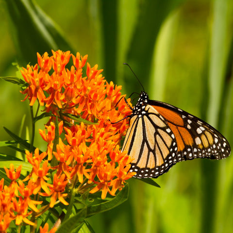 Asclepias Tuberosa Vivaces