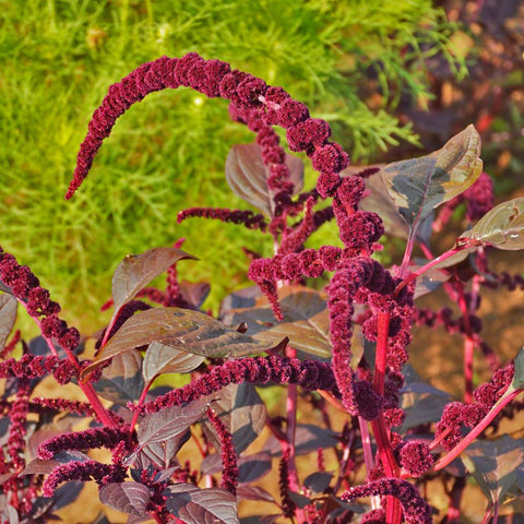 Hopi Red Dye Damarant Seed *organic*