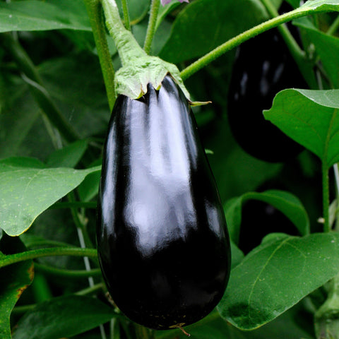 Eggplant Pot Black (Patio) Vegetables