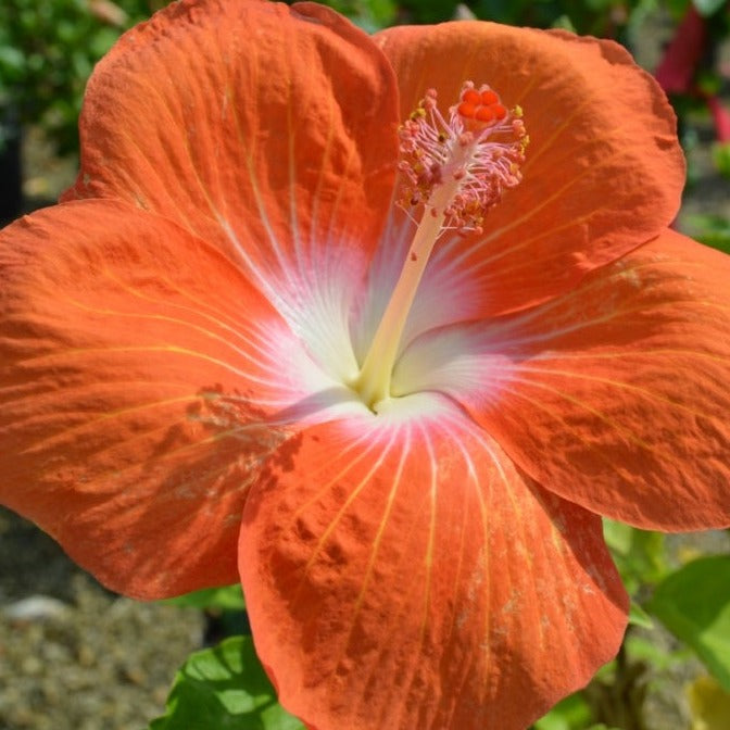 Hibiscus rosa-sinensis 'Hollywood Heartbreaker