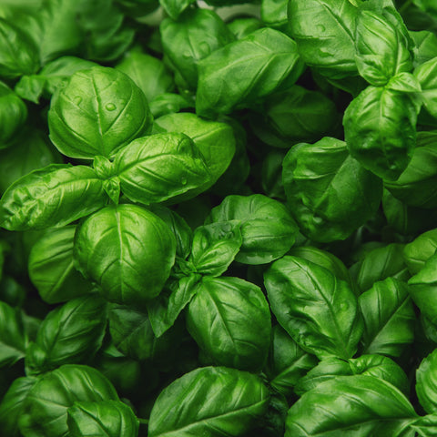 Basilic À Grandes Feuilles Fines Herbes