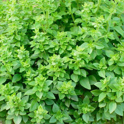 Basilic À Petites Feuilles Fines Herbes