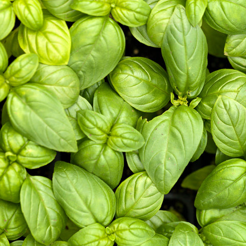 Basilic Pesto Fines Herbes