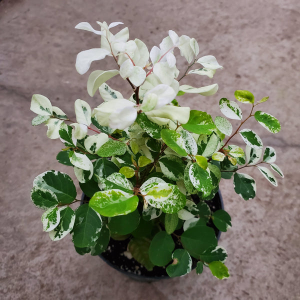 snow bush house plant Breynia disticha 'Snow Bush' – Serres Lavoie