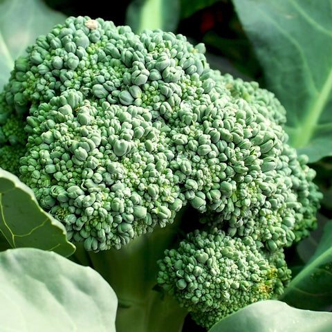 Brocolis Légumes