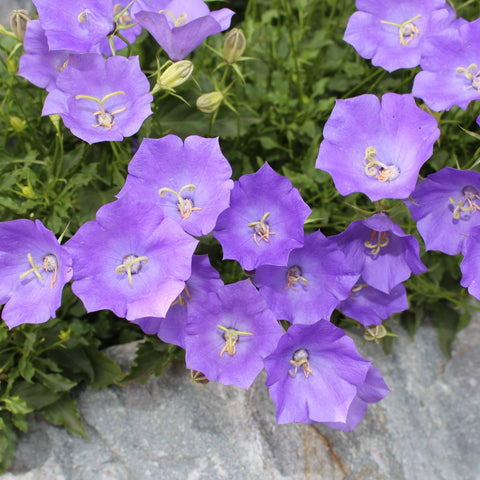 Campanula Carpatica Blue Clips Vivaces