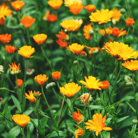 Calendula Fleurs