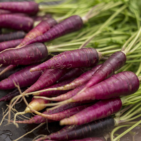 Carrot Purple Dragon Vegetables
