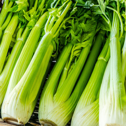 Celery Vegetables