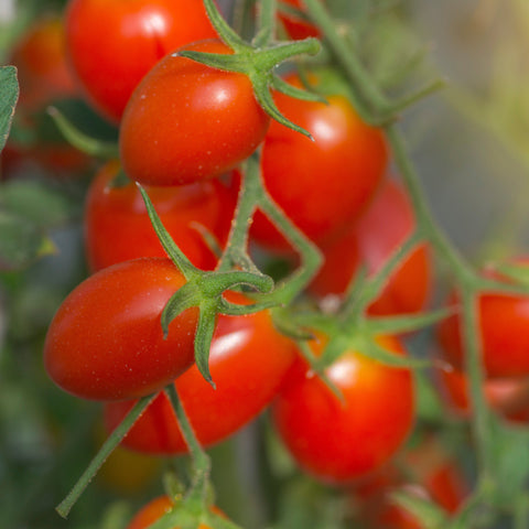 Red Cupid Cherry Tomato (Very Sweet) Vegetables