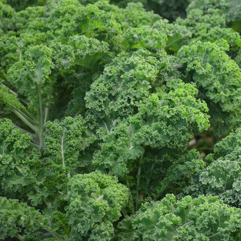 Chou Kale Frisé Starbor Légumes