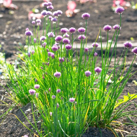 Ciboulette Fines Herbes