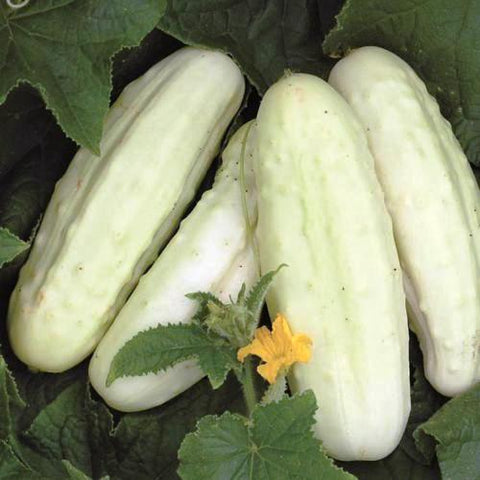 White Cucumber Seeds Holland *organic* *organic*