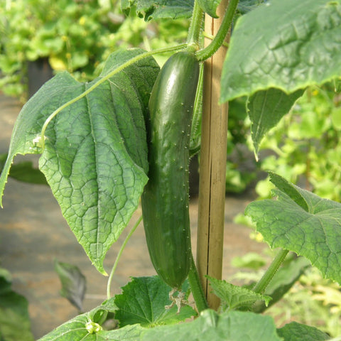 Green Finger Lebanese Cucumber Seeds *organic