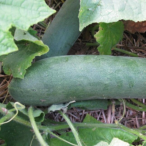 Cucumber Seed Aunt Alice *organic*