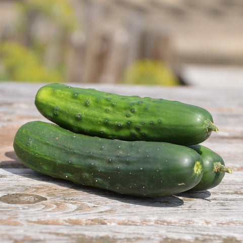 Organic Cucumber to Gherkin Seeds Lecoumen Gardens