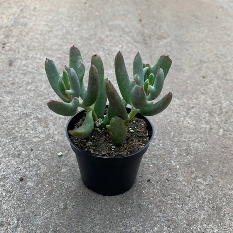 Cotyledon orbiculata 'Dancing Queen'