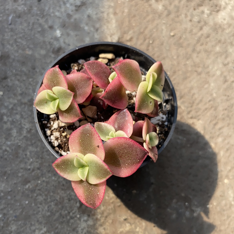 Crassula Marginalis Rubra 2.5 Pouces
