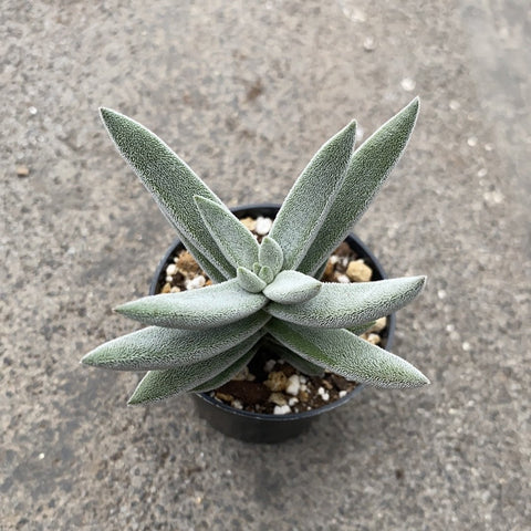 Crassula Mesembryanthemoides Tinelli