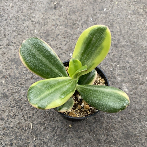Crassula Ovata Variegata