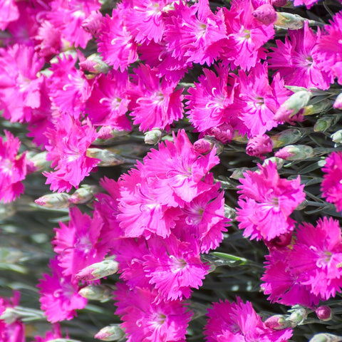 Dianthus Everlast Orchid Vivaces