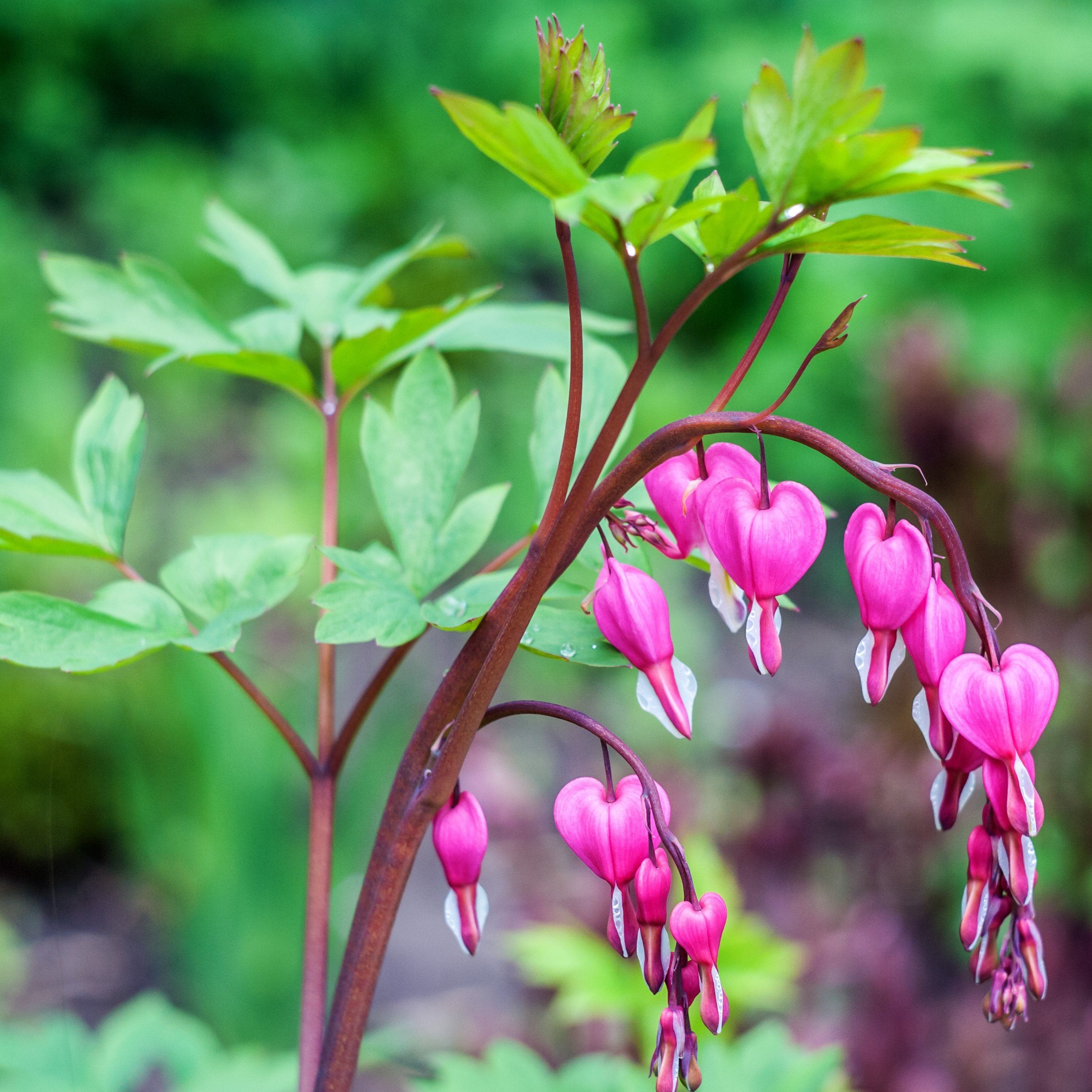 Dicentra spectabilis (Rose) – Serres Lavoie