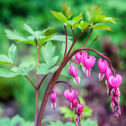 Dicentra Spectabilis Vivaces