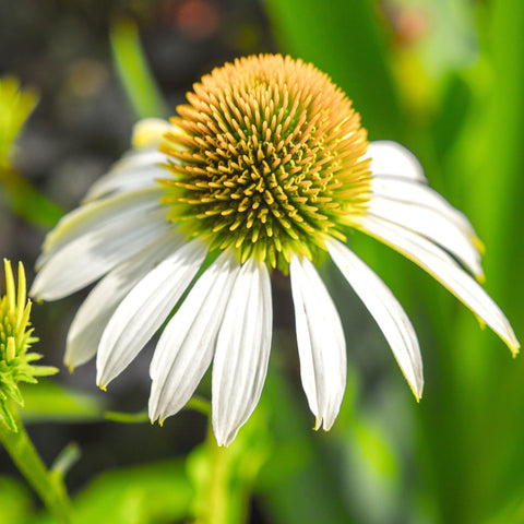 Echinacea Pow Wow White Vivaces