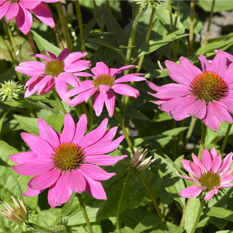 Echinacea Pow Wow Wild Berry Vivaces