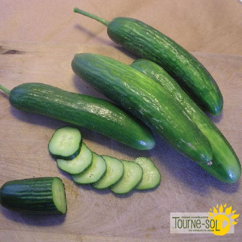 Super Zagross Lebanese Cucumber Seeds *Organic*
