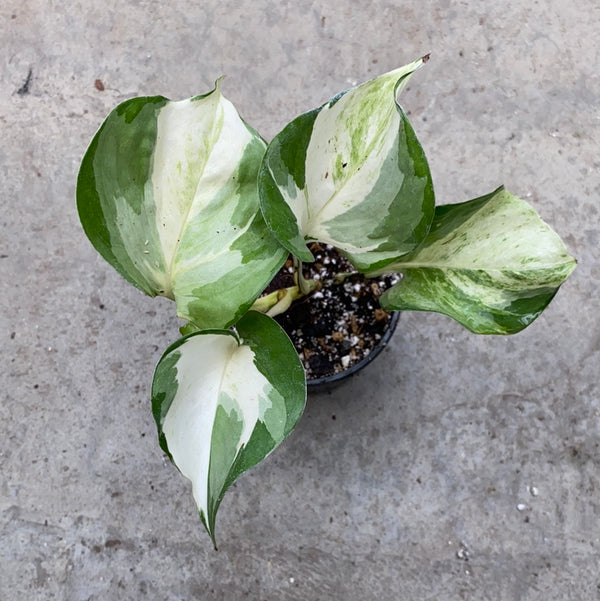 Epipremnum aureum 'Manjula'