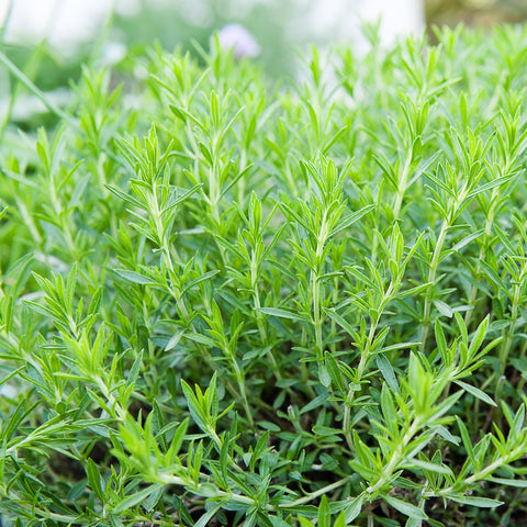 estragon indoor plant French tarragon – Serres Lavoie