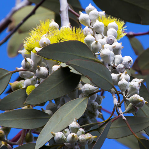 Eucalyptus Citron Fines Herbes