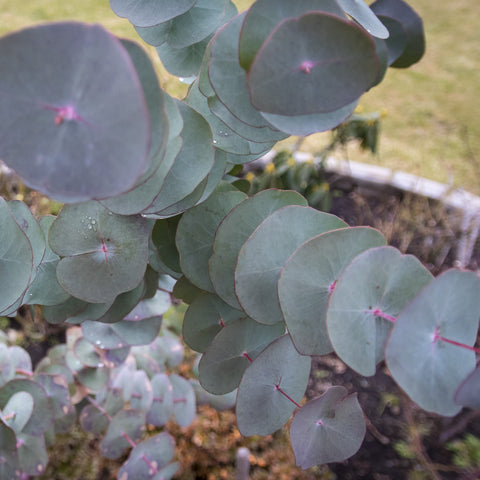 Eucalyptus Silver Drop Fines Herbes