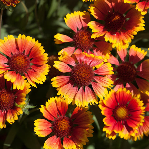 Gaillardia Arizona Sun Vivaces