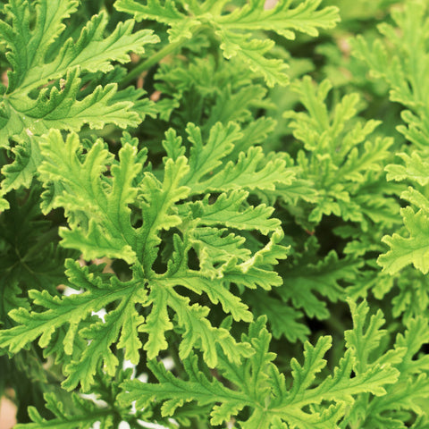 Geranium Citrosa Fine Herbs