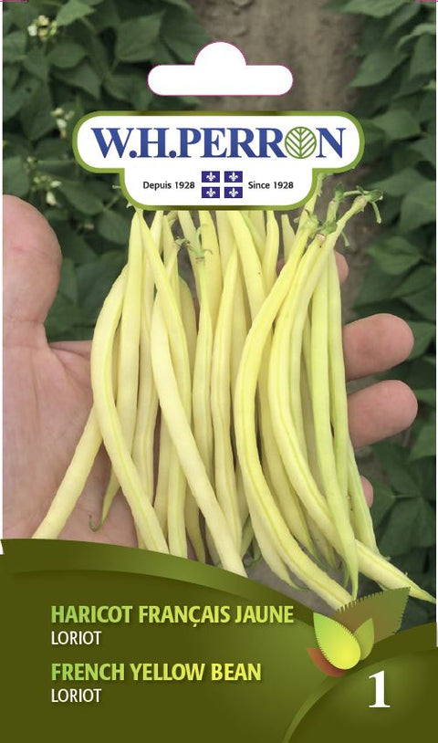 Oriole dwarf French bean seeds