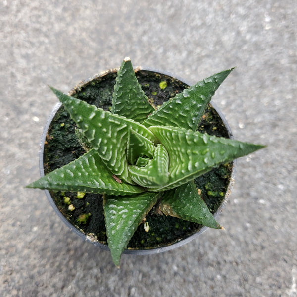 succulent haworthia limifolia Haworthia limifolia | Succulents