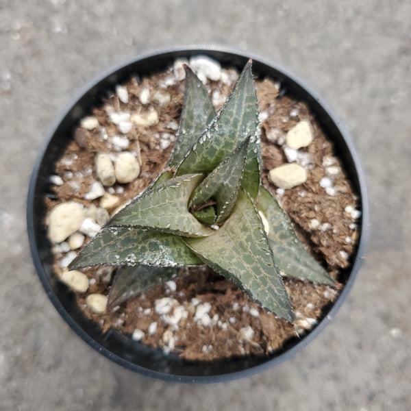 venosa succulent Haworthia venosa tessalata – Serres Lavoie