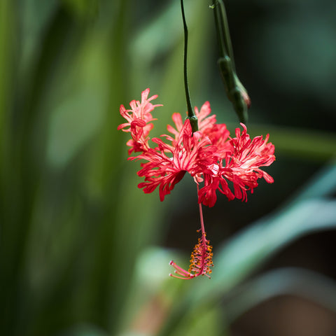 Hibiscus schizopetalus 'Chinese Lantern' 