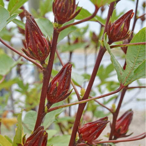 Dhibiscus Roselle *organic* seed