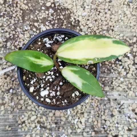 Hoya verticillata variegata